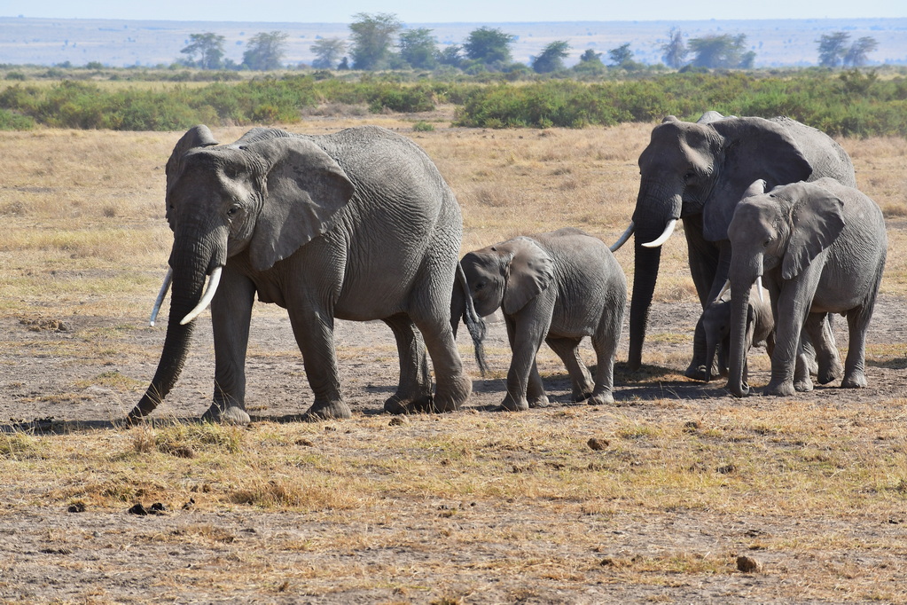 Amboseli Nat. Reserve